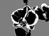 Vectorized Orchid