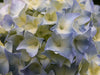 Hydrangea Bloom